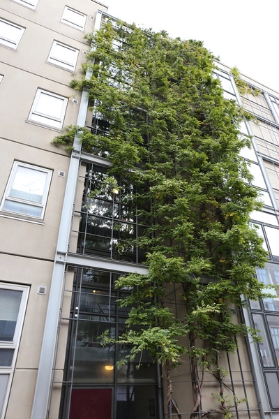 Boliger Guldbergsgade 4-6 og Nørre Allé 3 Beplantning