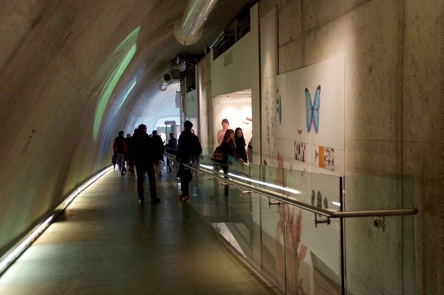 Darwin Centre Udstillingsgang i kokonen