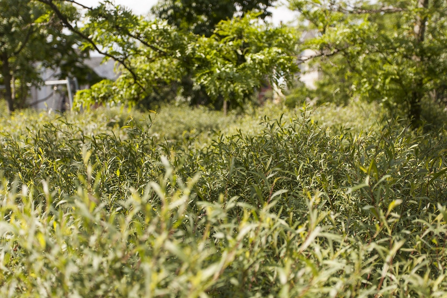 BaNanna Park Beplantning i junglen