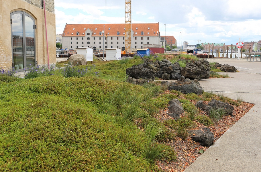 Noma byrum Grøn mos og lavasten