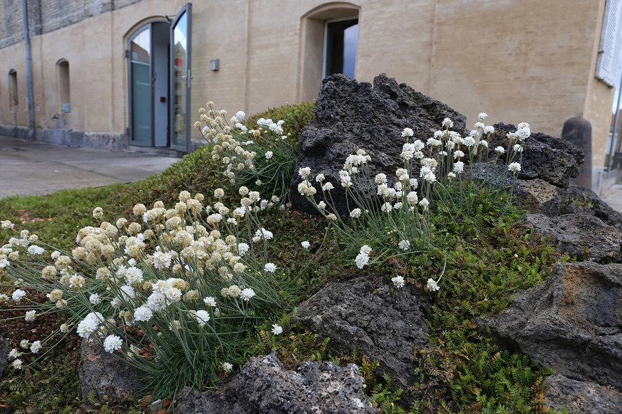 Noma byrum Sort lava, hvide blomster