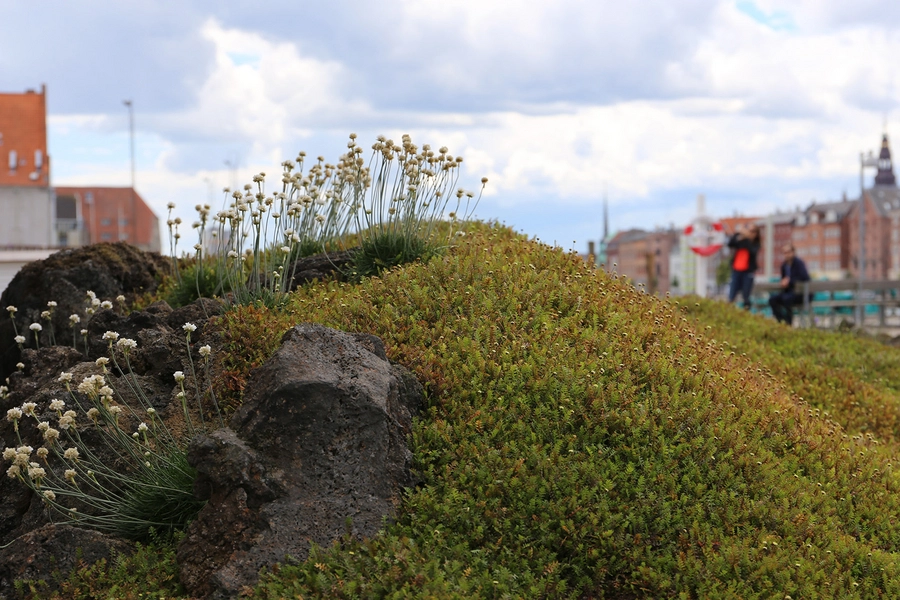 Noma byrum De små lavabakker begrænser indsynet for nysgerrige turister