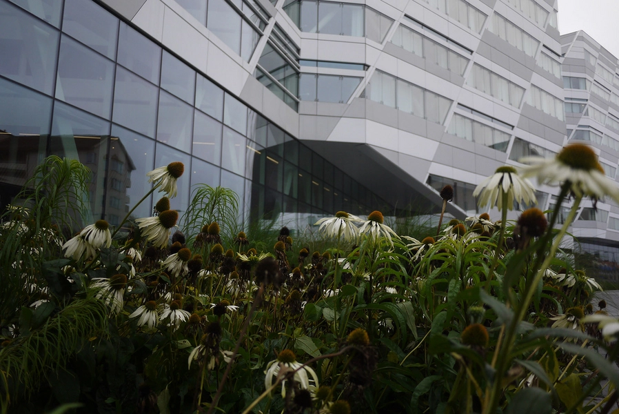 Swedbank hovedkontor Facade og beplantning