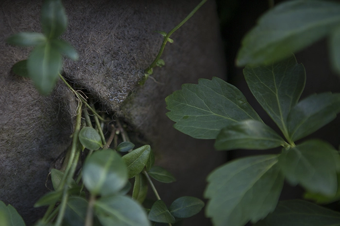 P-Hus Glostrup Hospital Beplantning på facaden