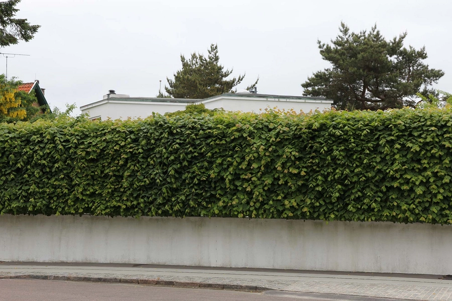 Arne Jacobsens eget hus Hæk