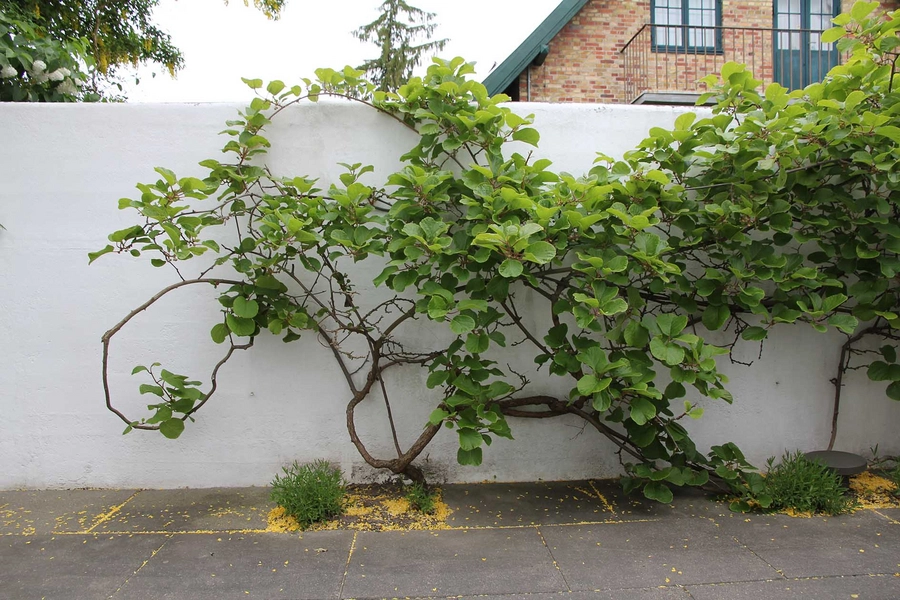 Arne Jacobsens eget hus Mur