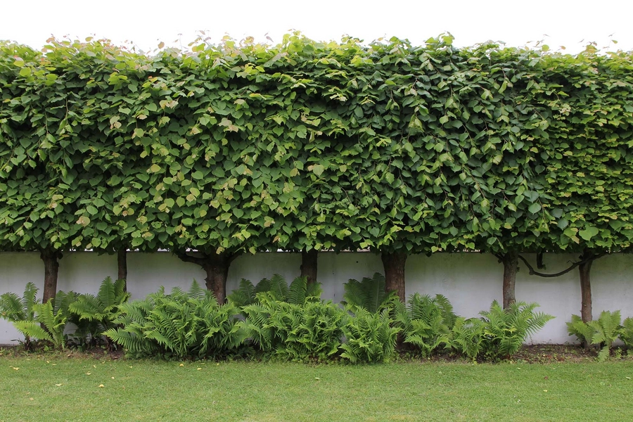 Arne Jacobsens eget hus Have mod vest