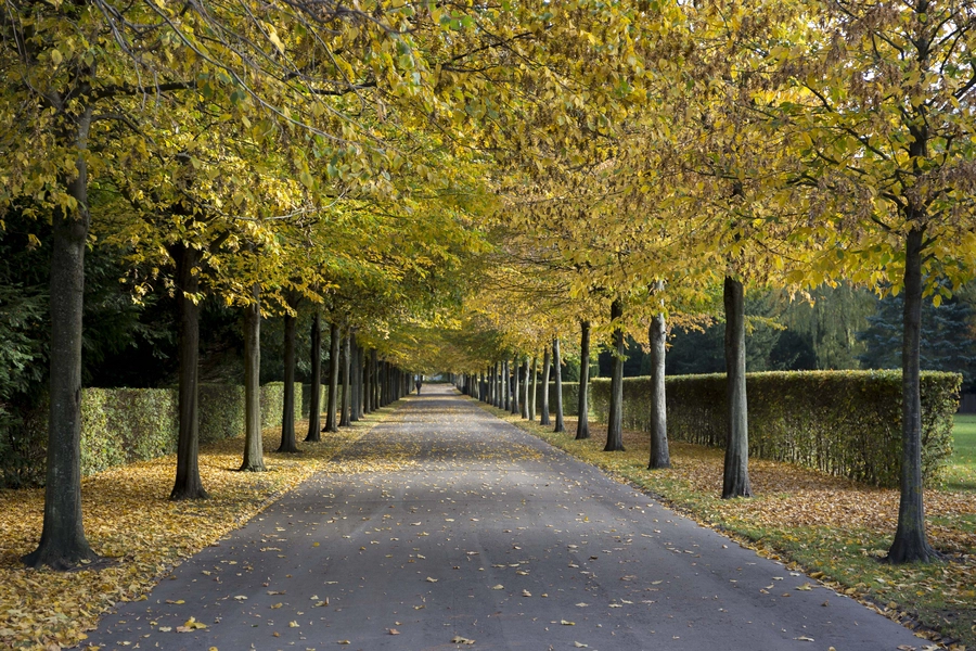 Stjernevejs-projektet - Vestre Kirkegård - Søndre Kapel Alléen, danner et kvadrat, som omkranser krydset med Sødre Kapel i midten