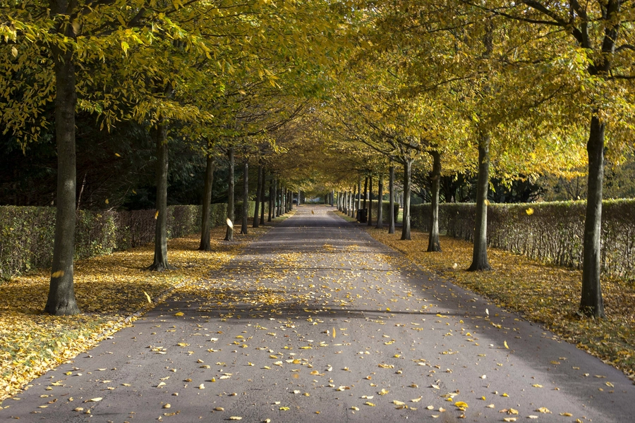 Stjernevejs-projektet - Vestre Kirkegård - Søndre Kapel Alléen, danner et kvadrat, som omkranser krydset med Sødre Kapel i midten