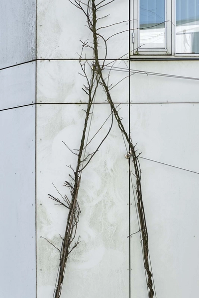 Linkøpingvej boligbebyggelse Klatreplante på den hvide eternitfacade