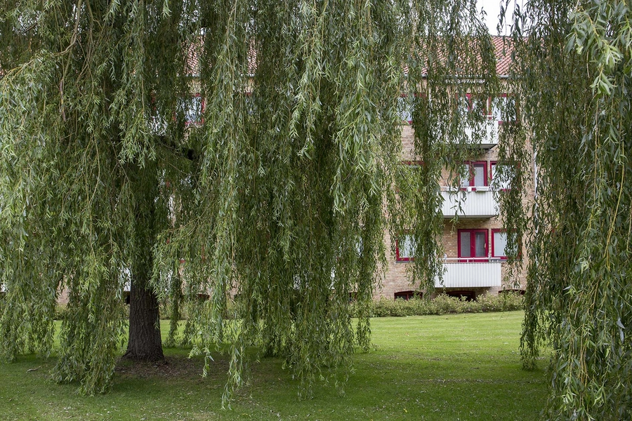 Ryparken - Lundevænget Hus i park