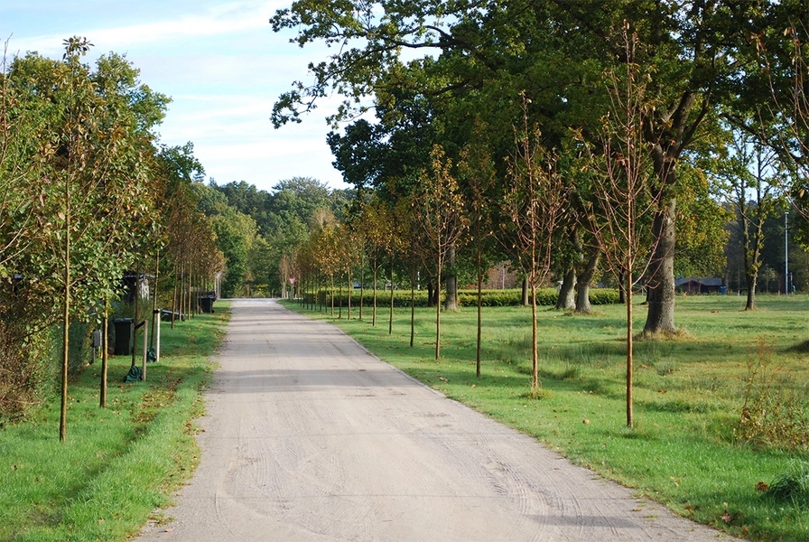 Femmøller Strand Allé langs Grønningen, set mod nordøst.