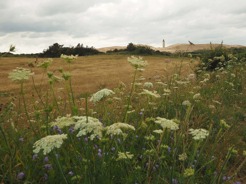 Rubjerg Knude Fyr Blik fra stien ud til Rubjerg Knude Fyr