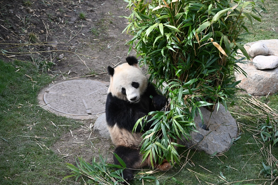 Panda Hus Panda med bambus