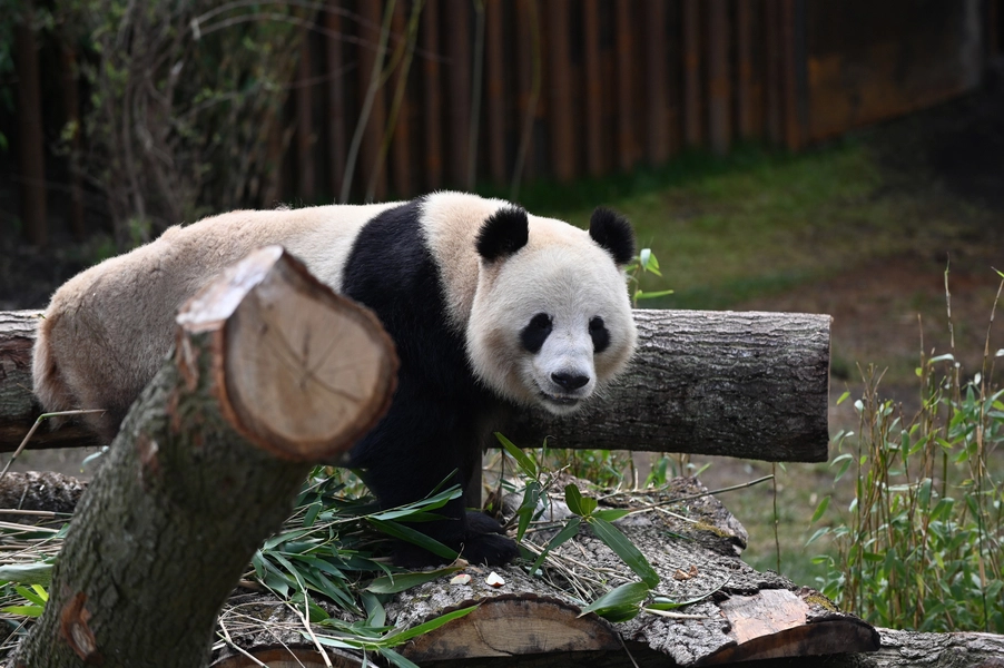 Panda Hus Panda på fodringsplatform