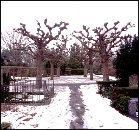 Ordrup Kirkegård Stynede lindetræer