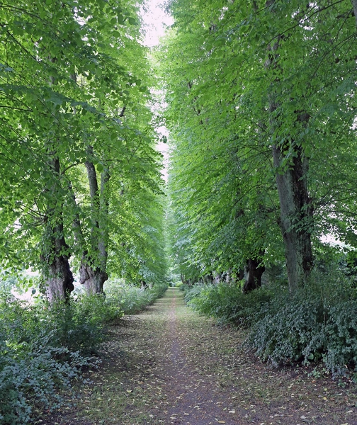 Mariebjerg kirkegård 