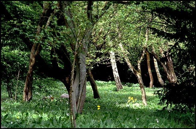 Mariebjerg kirkegård 