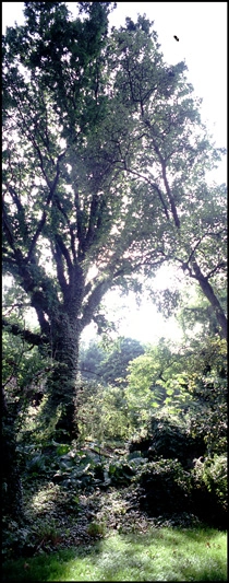 Hus ved Randkløve Den kuperede grund