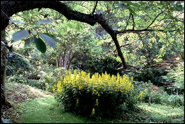 Hus ved Randkløve Gul fredløs på grunden