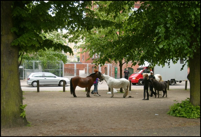 Enghave Plads Dyrehold