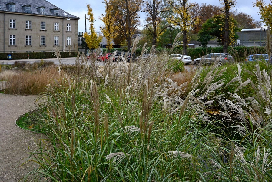 Øasen - Carl Nielsens Allé 