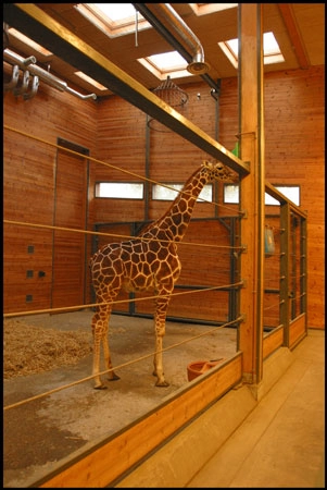 Zoologisk Have - Girafhuset Interiør med giraf