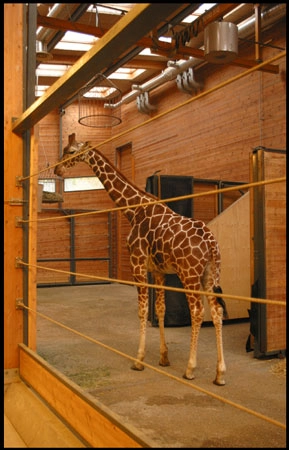 Zoologisk Have - Girafhuset Interiør