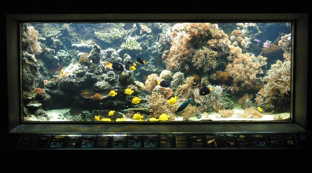 Danmarks Akvarium Akvarie