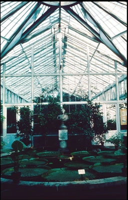 Botanisk Have - Restaurering af Palmehuset Forrum på drivhus