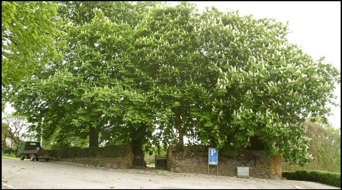 Historisk Botanisk Have 