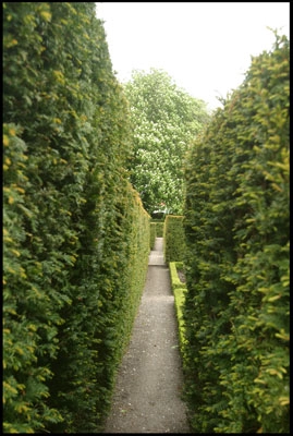 Historisk Botanisk Have Buksbomhække