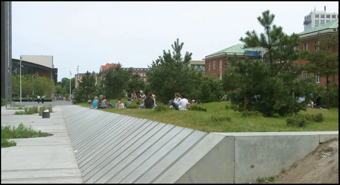 Solbjerg Plads Fyrretræer