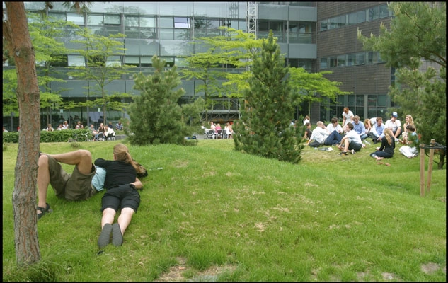 Solbjerg Plads Fyrretræer II