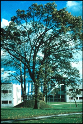 Høje Taastrup Gymnasium 
