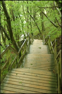 Geocenter Møns Klint Sti til stranden.