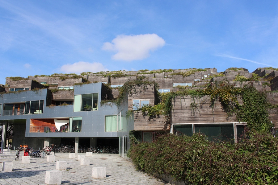 Bjerget Beplantning 2013