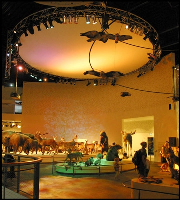 Naturama Det centrale udstillingsrum II