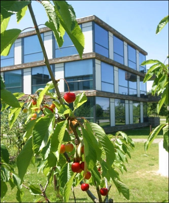 Korallen Frugttræer