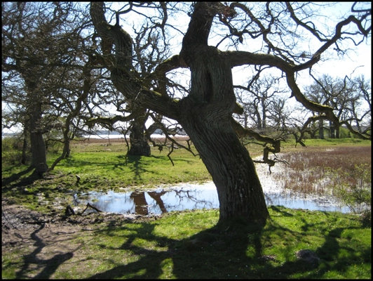 Fuglsang Kunstmuseum Udsigt mod Skejten