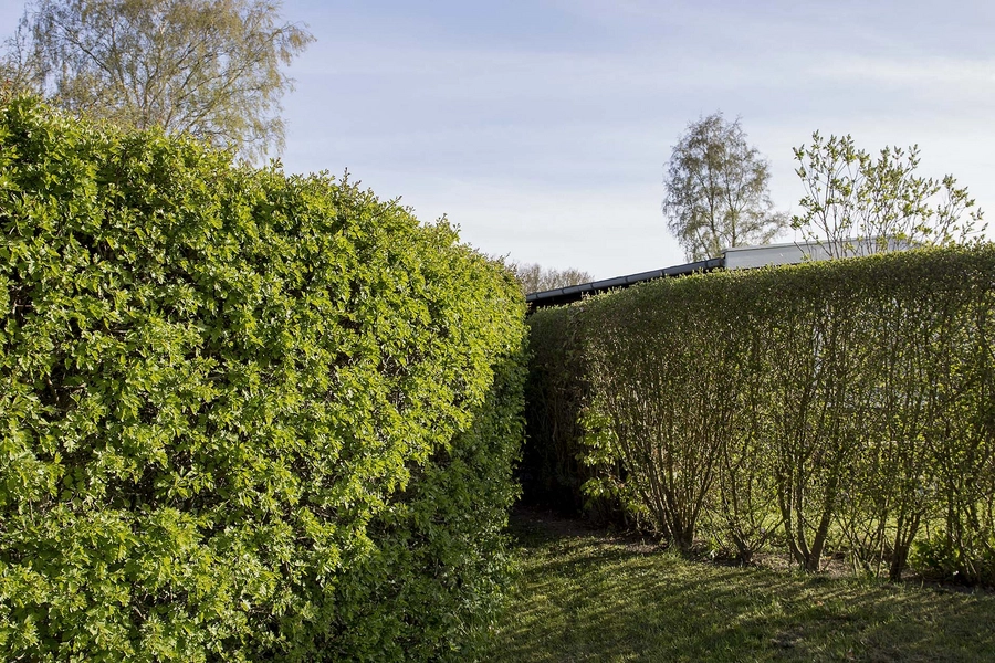 De ovale haver / De runde haver Mellemrum