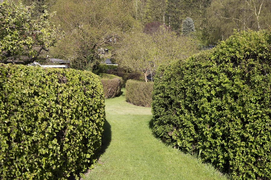 De ovale haver / De runde haver Rummet mellem haverne har kort slået græs