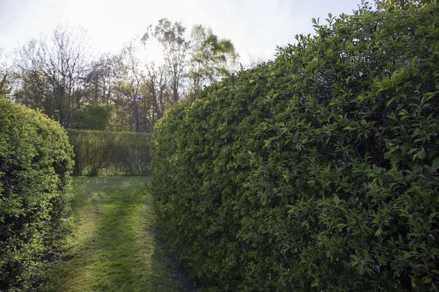 De ovale haver / De runde haver Hække i forskellige højder