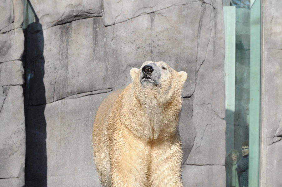 Den Arktiske Ring Isbjørnen i friluftsanlægget.