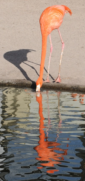 Fritflyvningsvoliere 